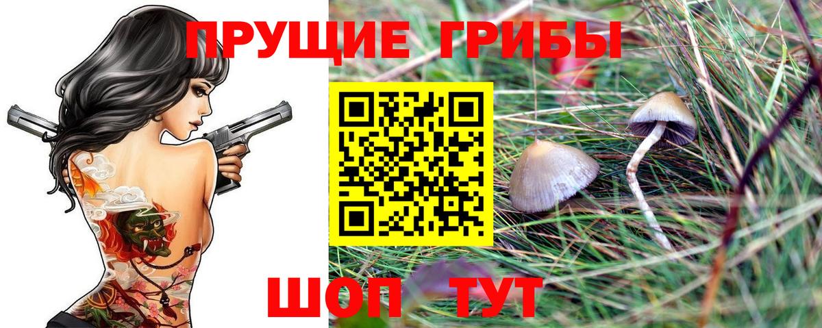 Павлово  хочу   Вход с VPN  Псилоцибиновые грибы Cubensis 